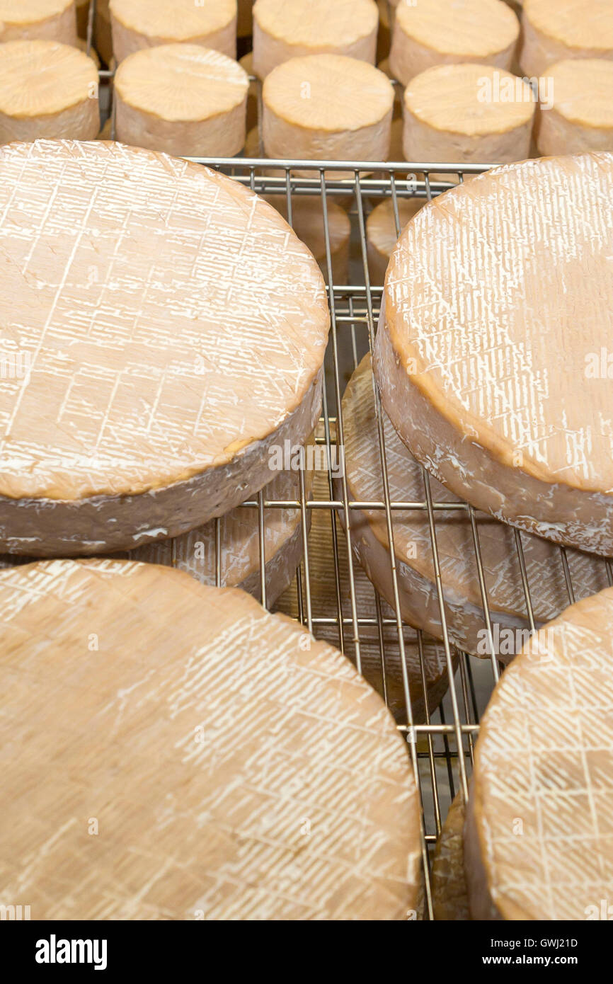 Ripening Cheeses. Irish cheese making farm, County Tipperary, Ireland