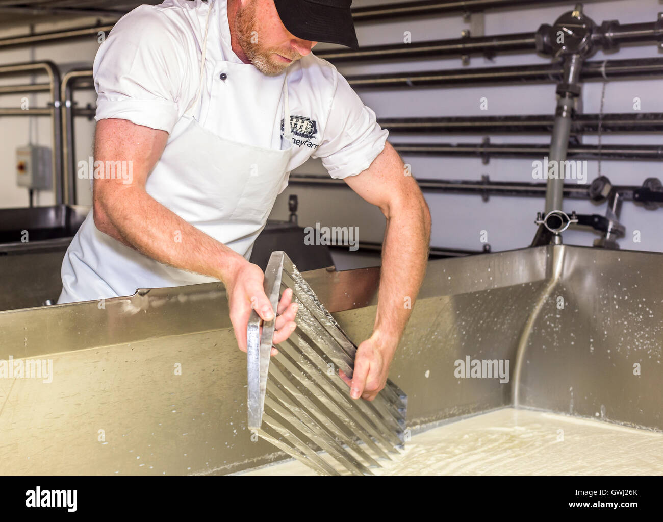 Cheese making Process, cutting curds. County Tipperary Ireland Stock Photo