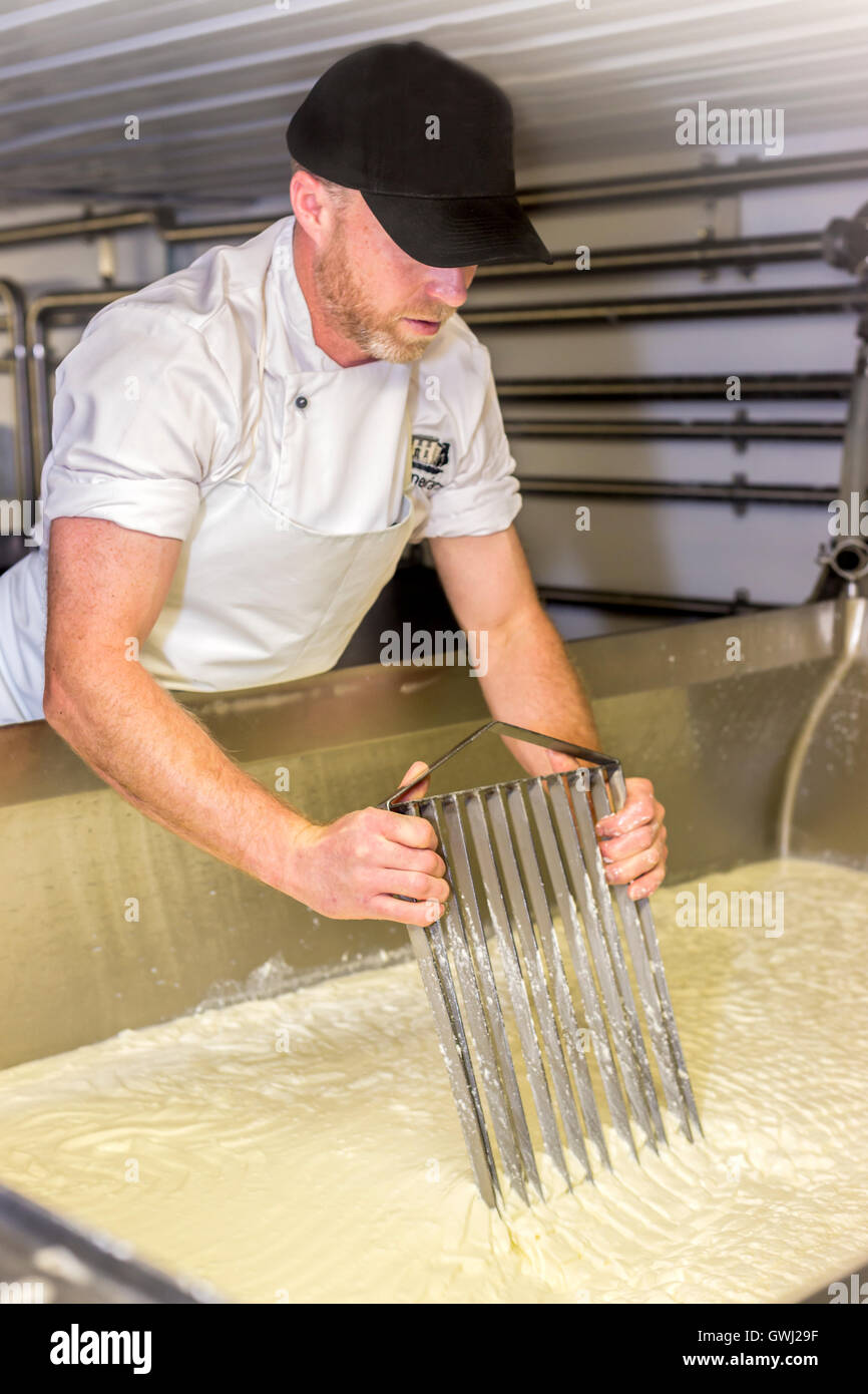 Cheese making Process, cutting curds. County Tipperary Ireland Stock Photo