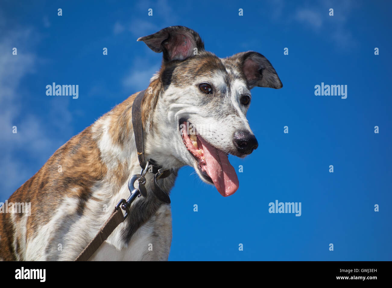 Lurcher panting against a blue summer sky. UK Stock Photo