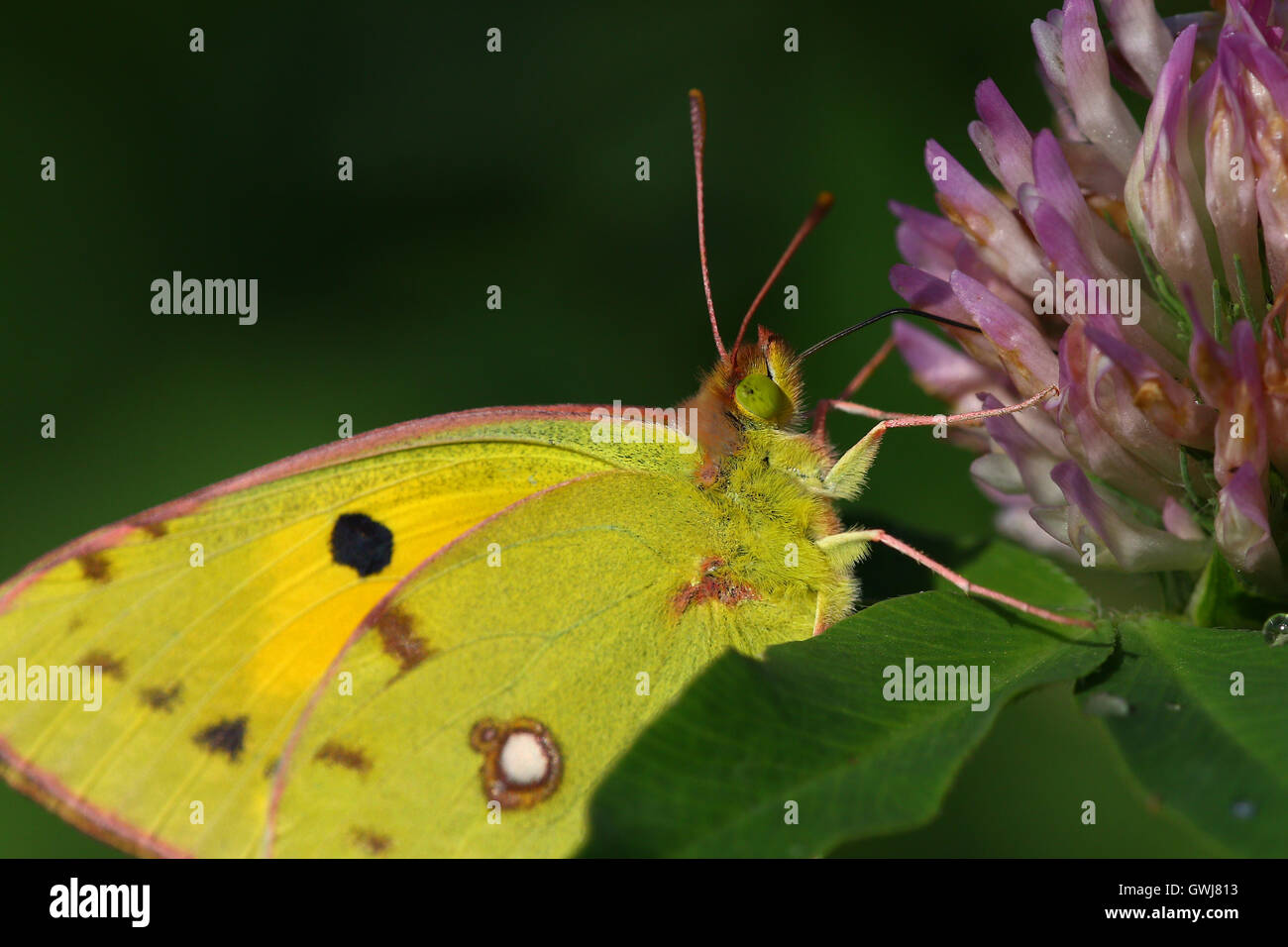 Yellow, green and pink butterfly macro portrait on a purple flower Stock Photo
