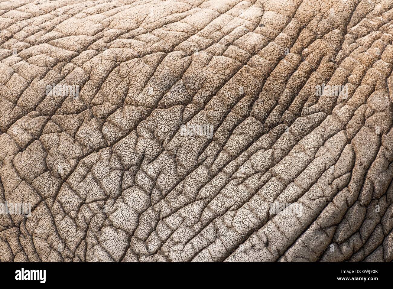rhinoceros, skin, detail Stock Photo Alamy