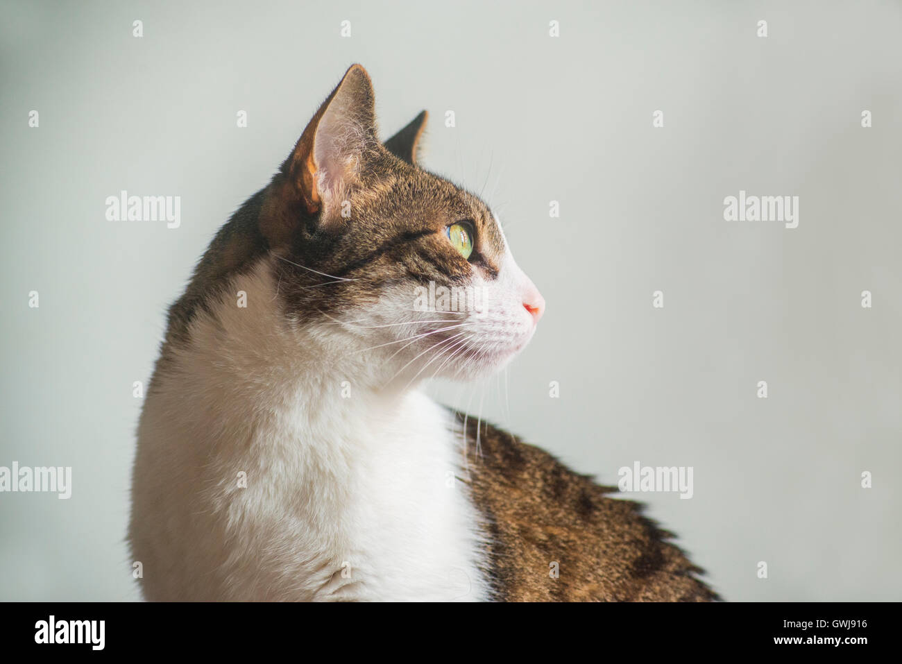 Profile portrait of tabby and white cat. Stock Photo