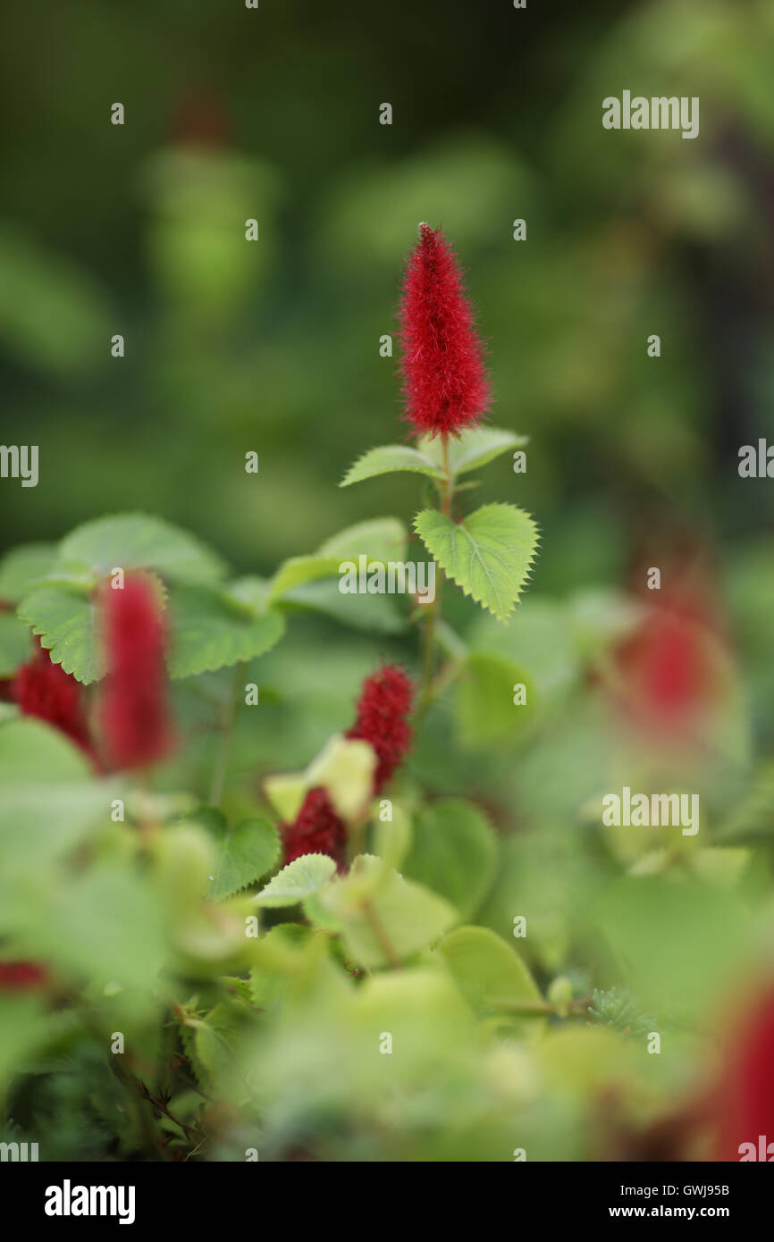 A Chenille, or Red Hot Cattail plant growing amongst the green leaves Stock Photo Alamy