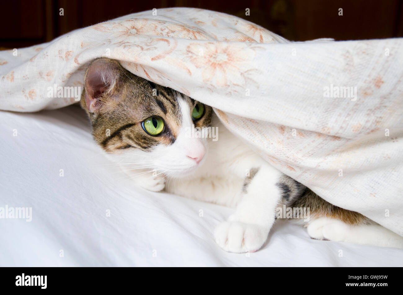 Tabby and white cat on bet, hidden under the bedspread Stock Photo Alamy