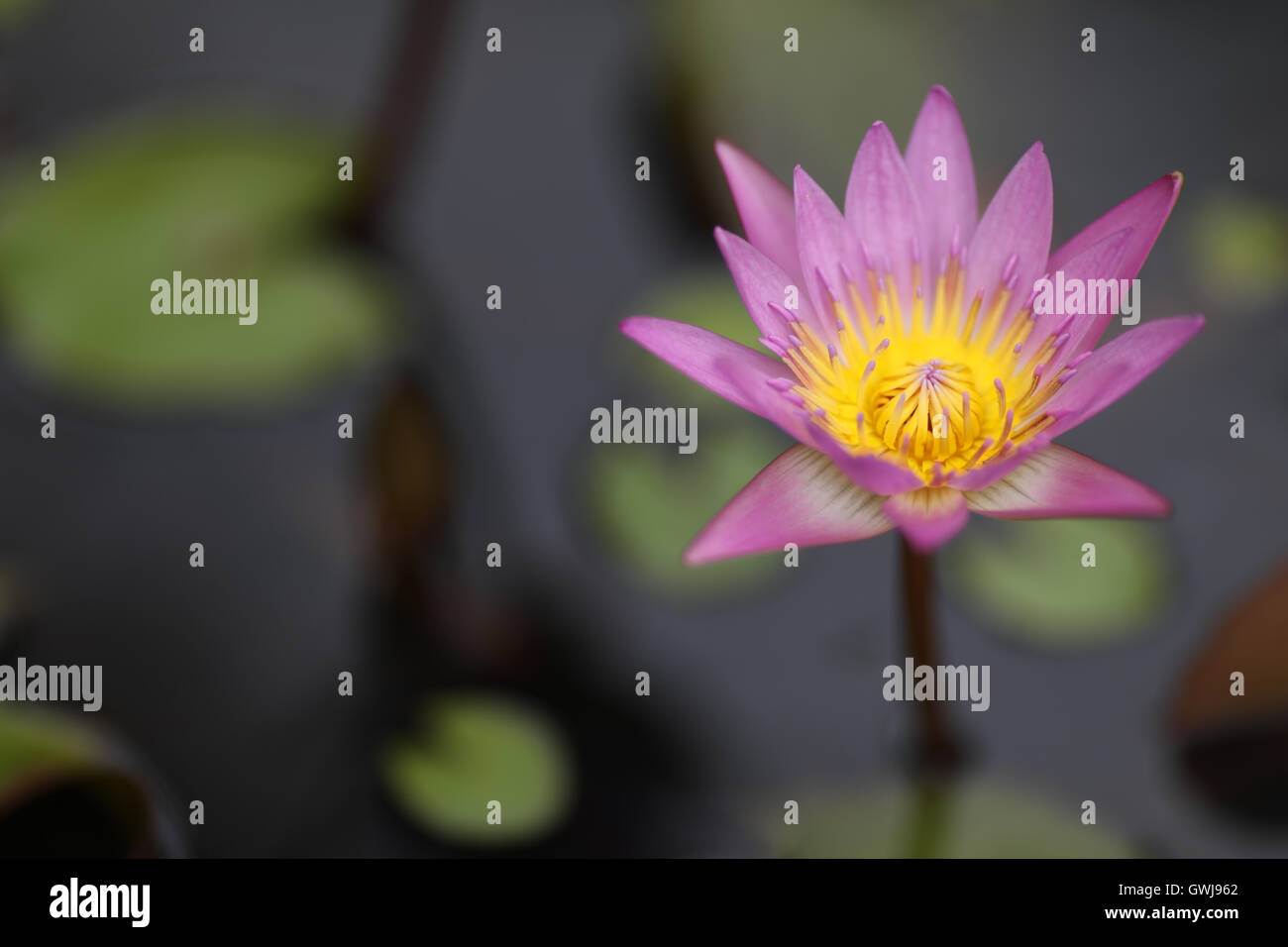 Leaves nymphaeaceae water lily hi-res stock photography and images - Alamy