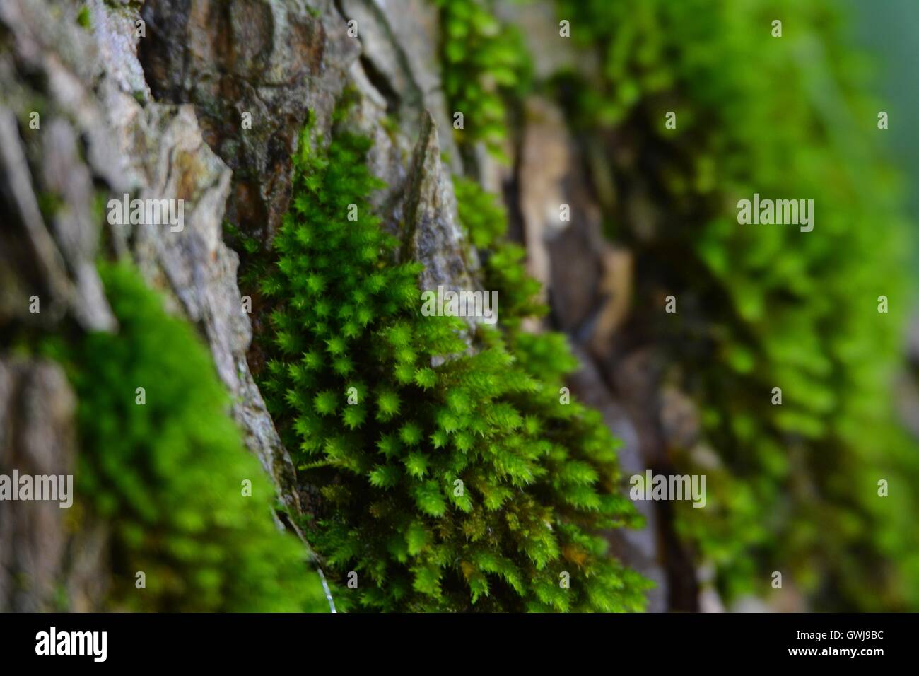 Moss on a Tree Stock Photo