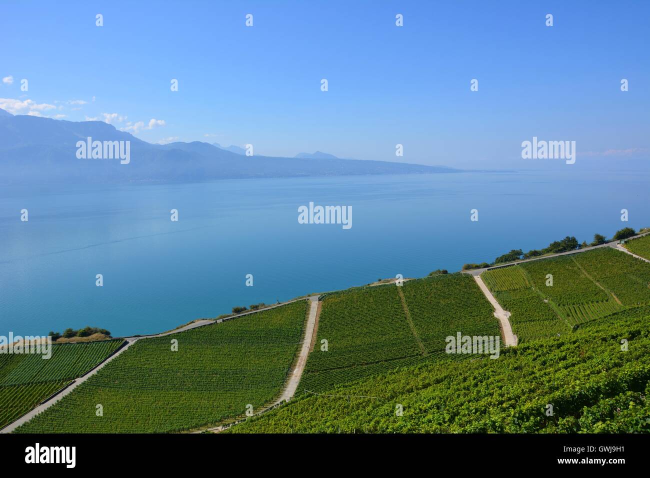 Wine farms over Lac Léman Stock Photo