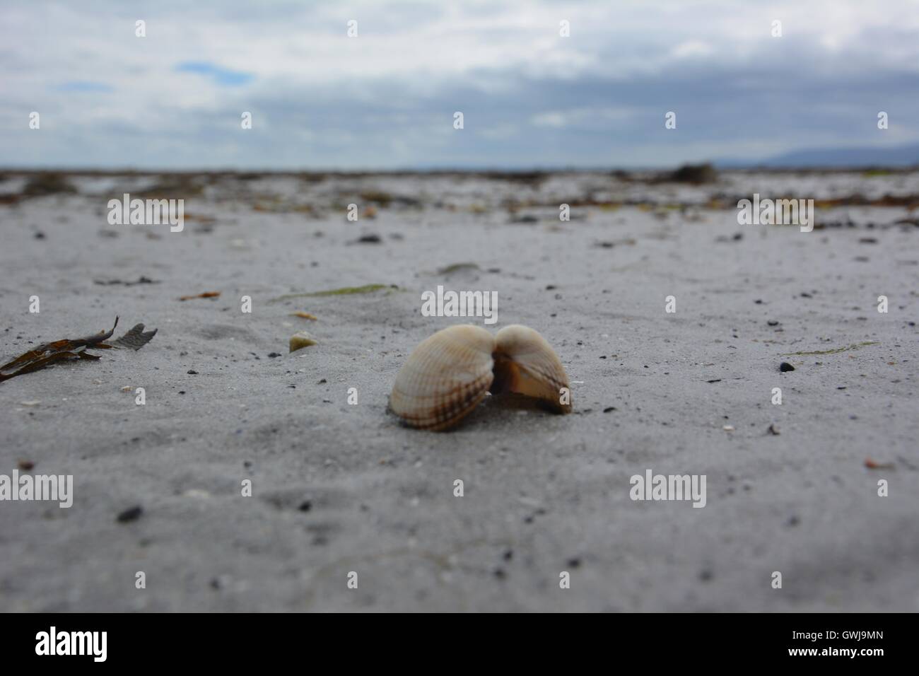 Two Shells Kissing in the Sand Stock Photo