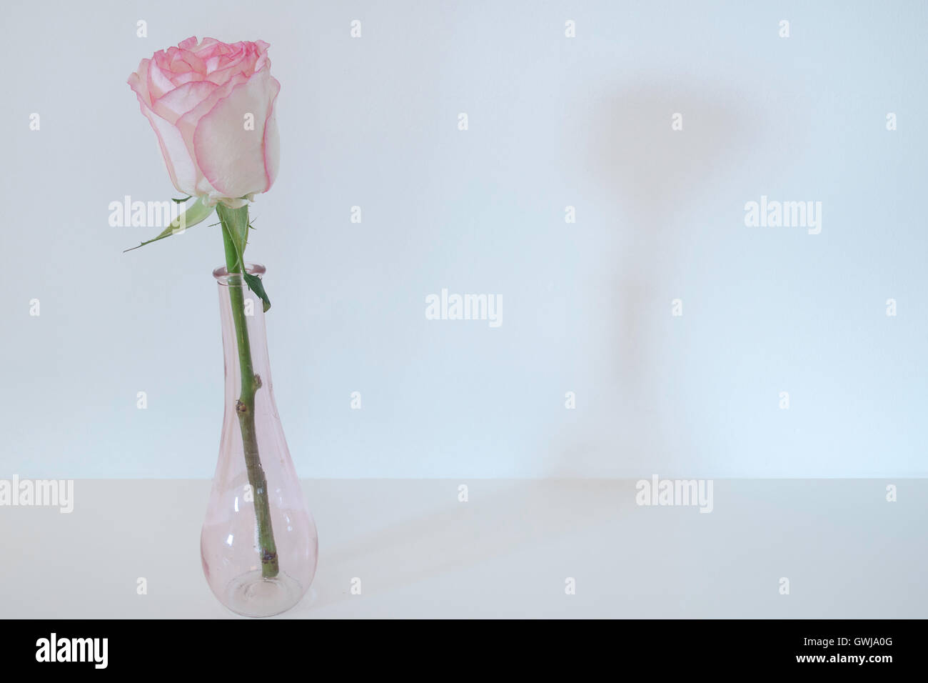 Single Pink Rose Stem in a Pink Bud Vase placed on a plain table top against a plain white wall. Stock Photo
