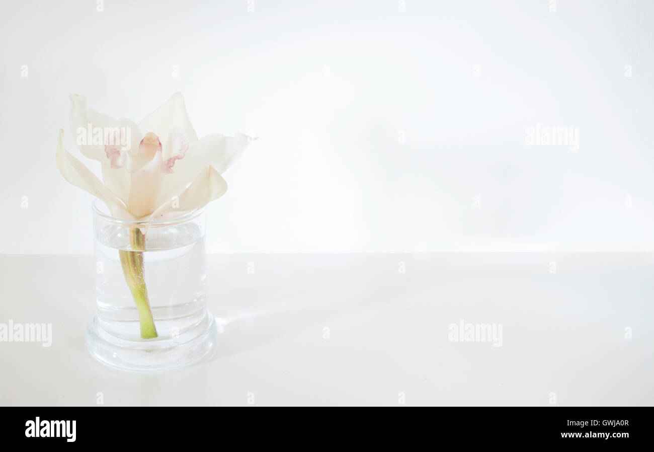 Single Orchid Stem in a Glass on a white table top against a white wall. Stock Photo