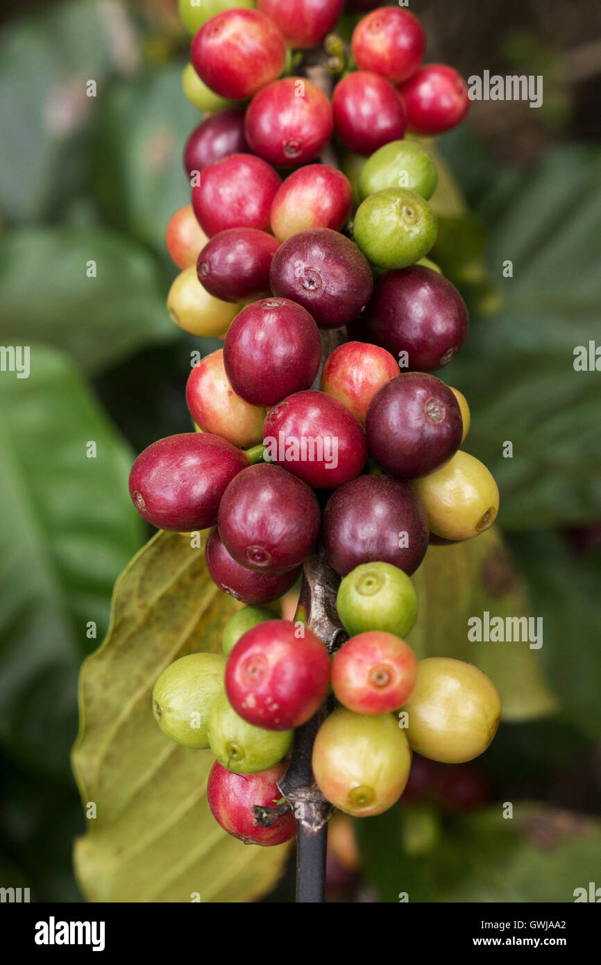 Cherry coffee beans hires stock photography and images Alamy
