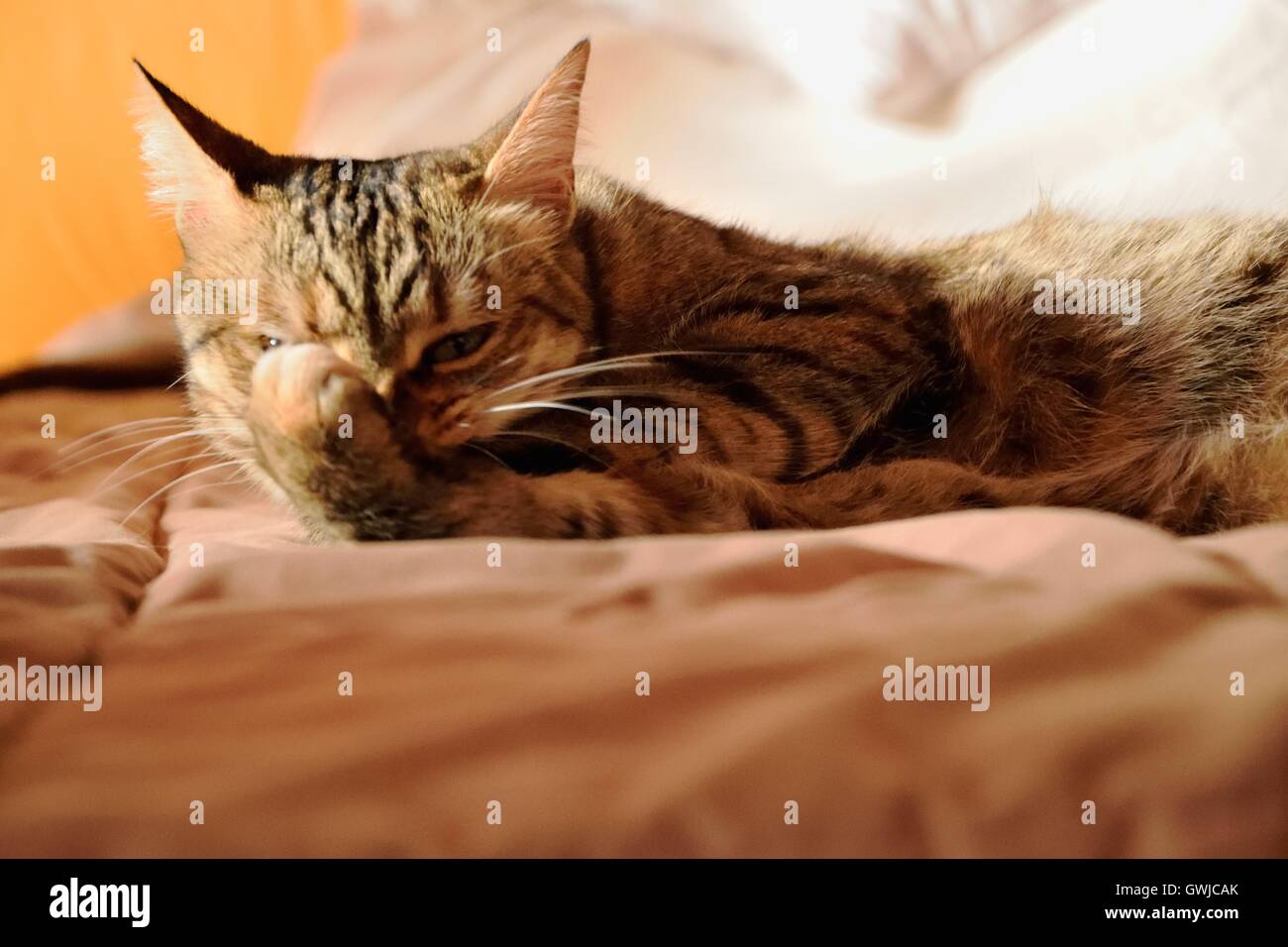 Funny cat in the bed makes a gesture Stock Photo Alamy