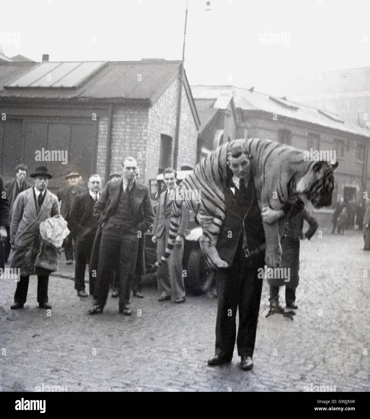 1940s, historical, animal trainer Kaye Barfield with a large Tiger over his shoulders, as people look on. Stock Photo