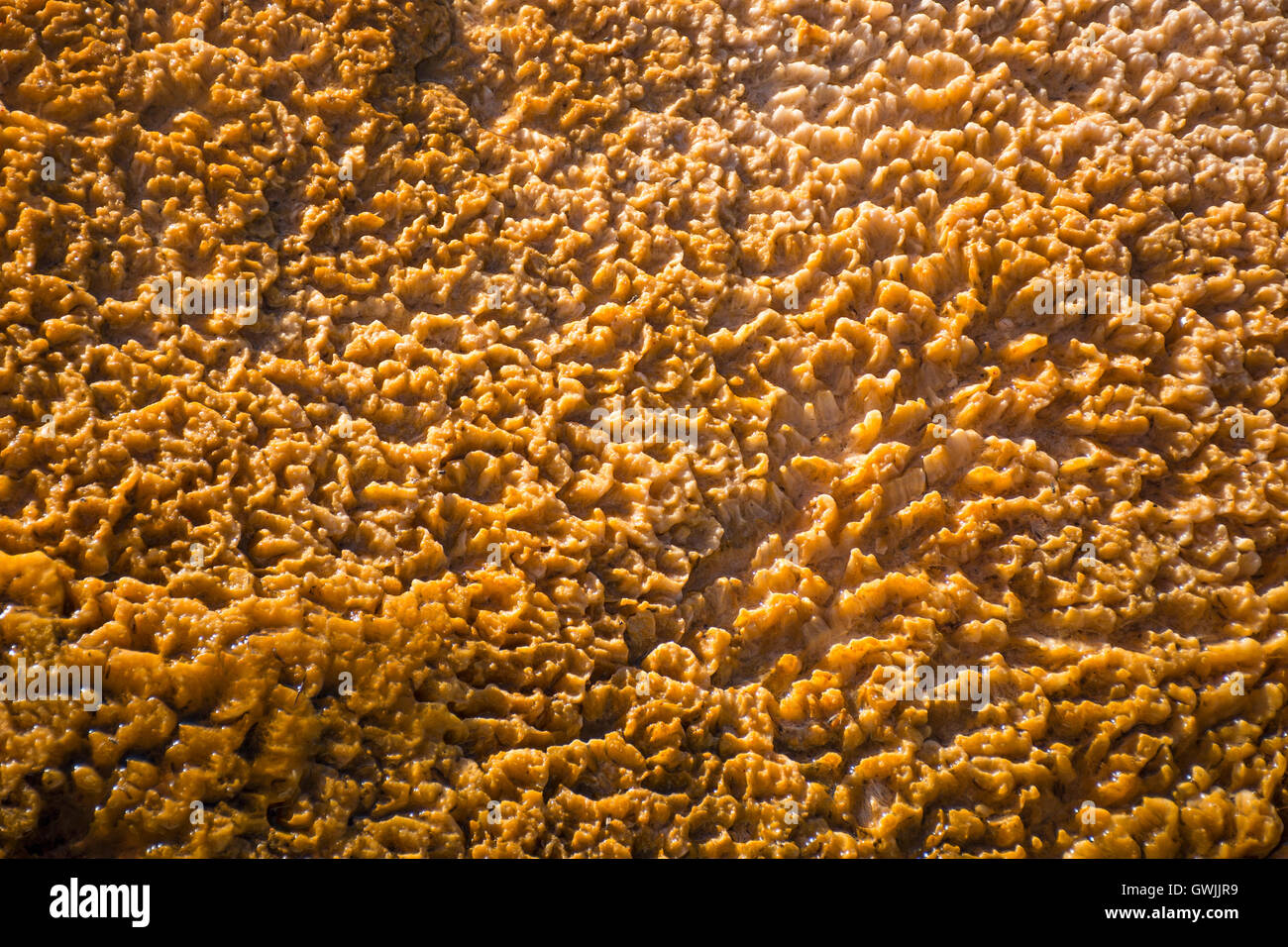 Closeup of Bacterial Mats in Midway Geyser Basin, Yellowstone National Park, United States Stock Photo