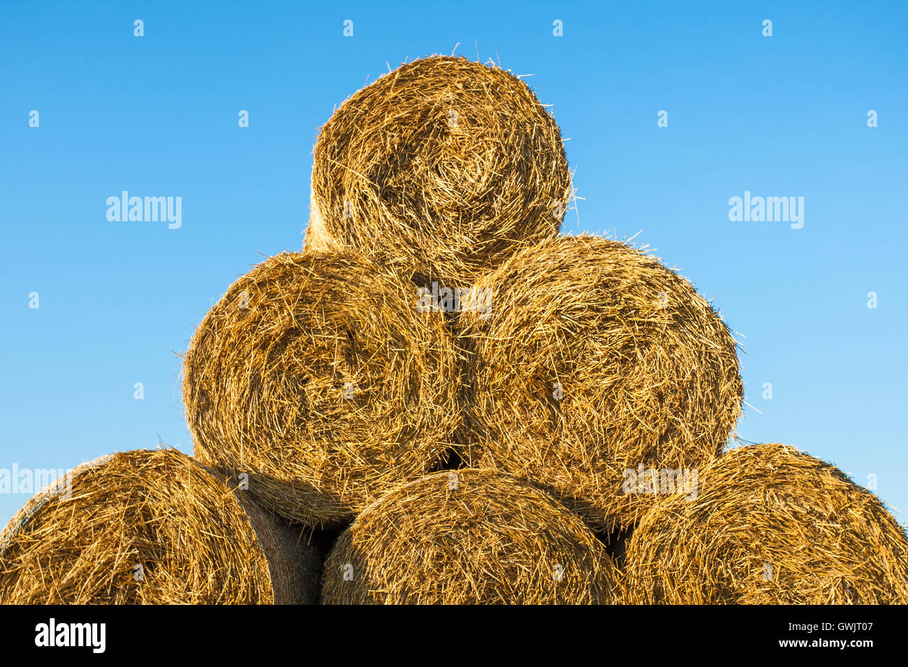 Stack of round straw bales with a blue sky background, Cambridgeshire ...
