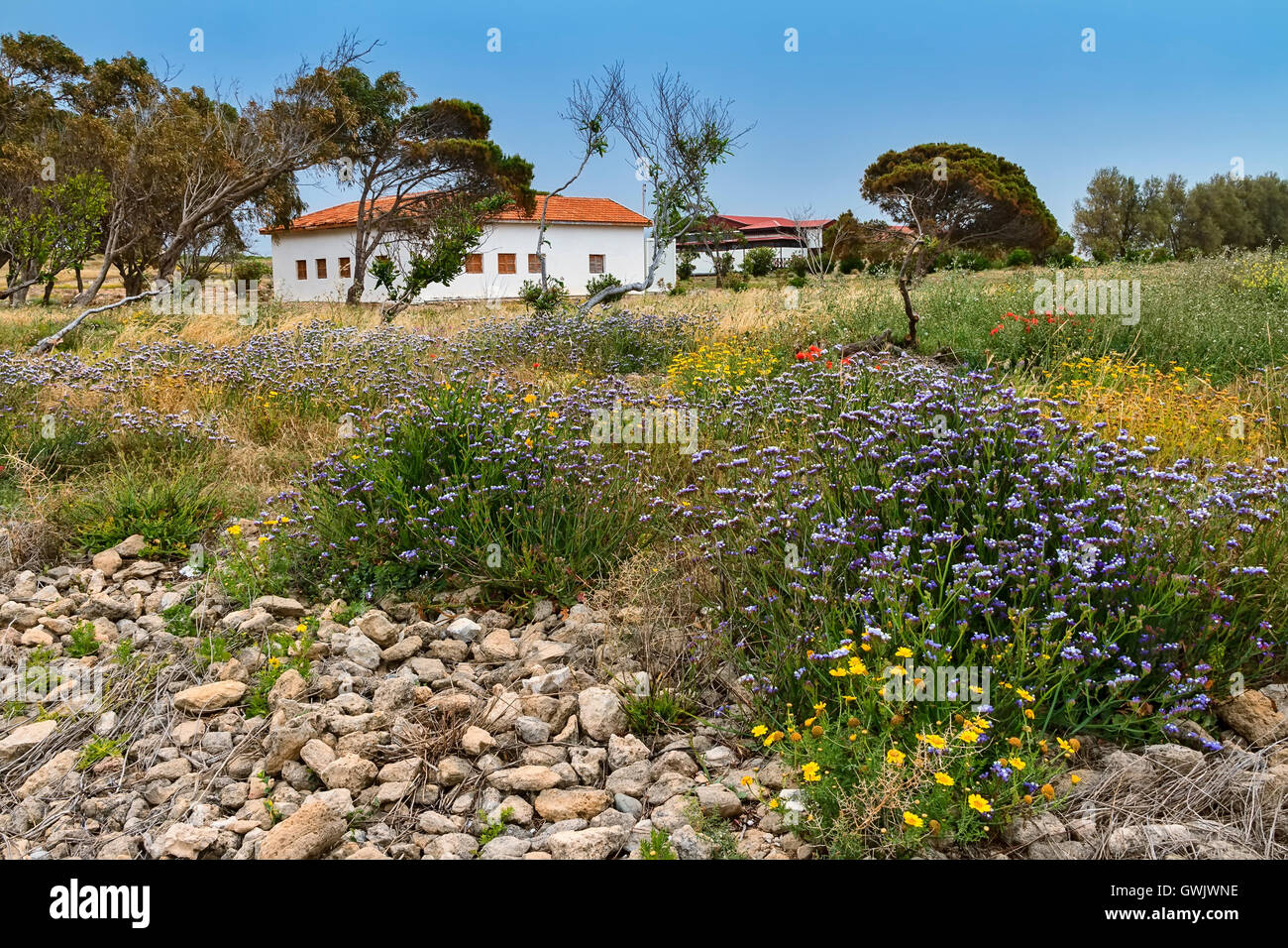 Wild Flower garden Paphos Cyprus Stock Photo Alamy