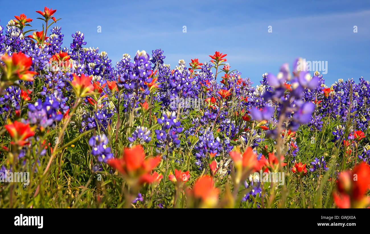 Wildflowers blooming in Texas Hill Country include Bluebonnets and Indian Paintbrush Stock Photo
