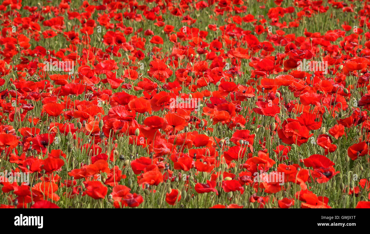 Field full poppy flowers hi-res stock photography and images - Alamy