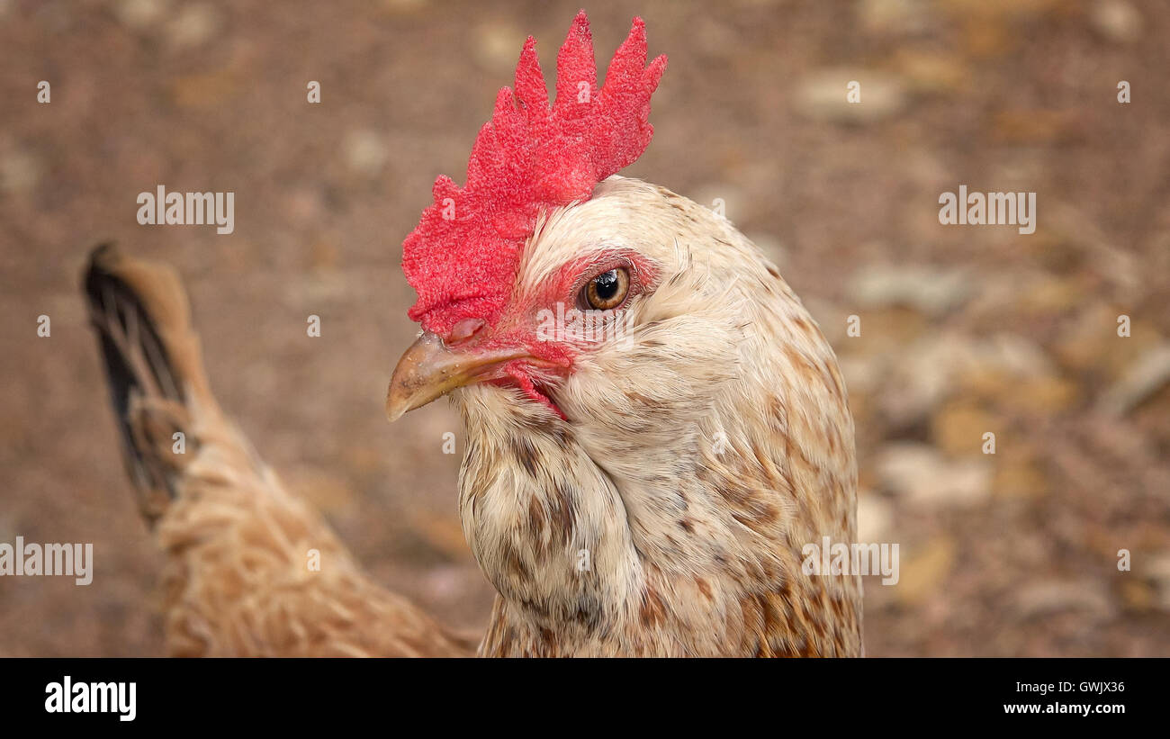 Closeup of a chicken's head and red, fleshy comb Stock Photo