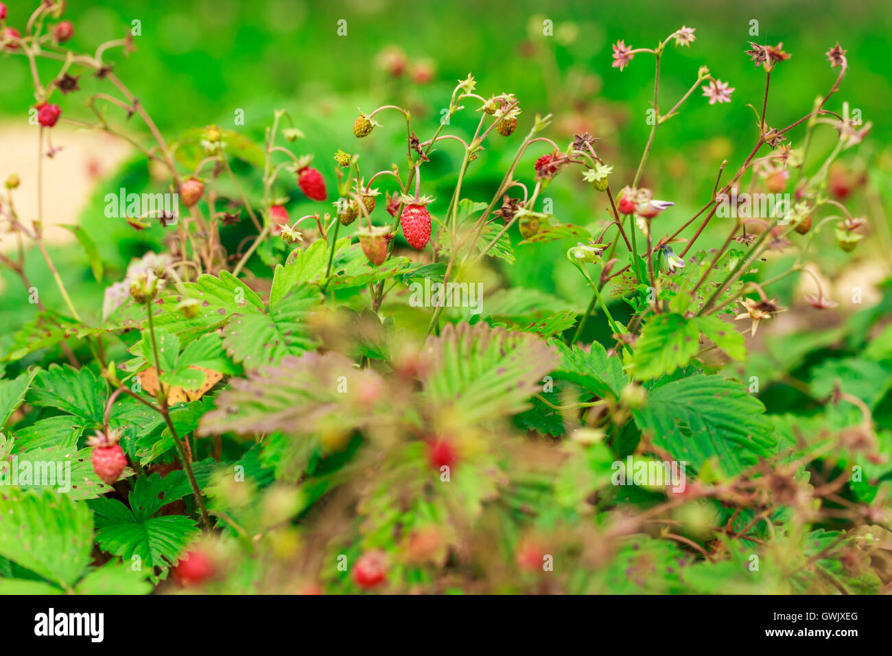 Wild strawberry bushes outdoors horizontal in closeup Stock Photo - Alamy