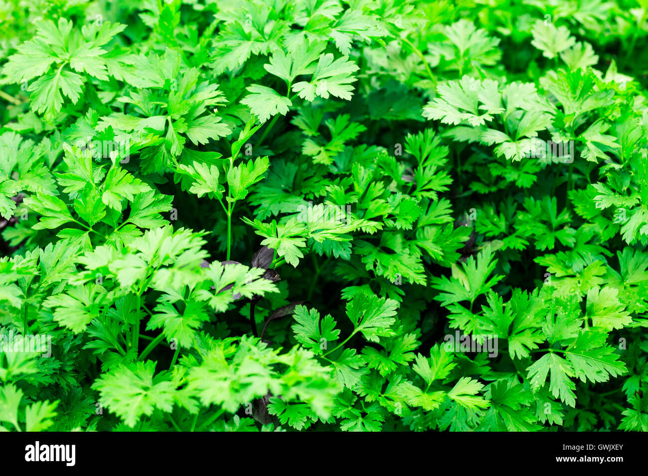 Fresh green parsley plant growing in garden Stock Photo