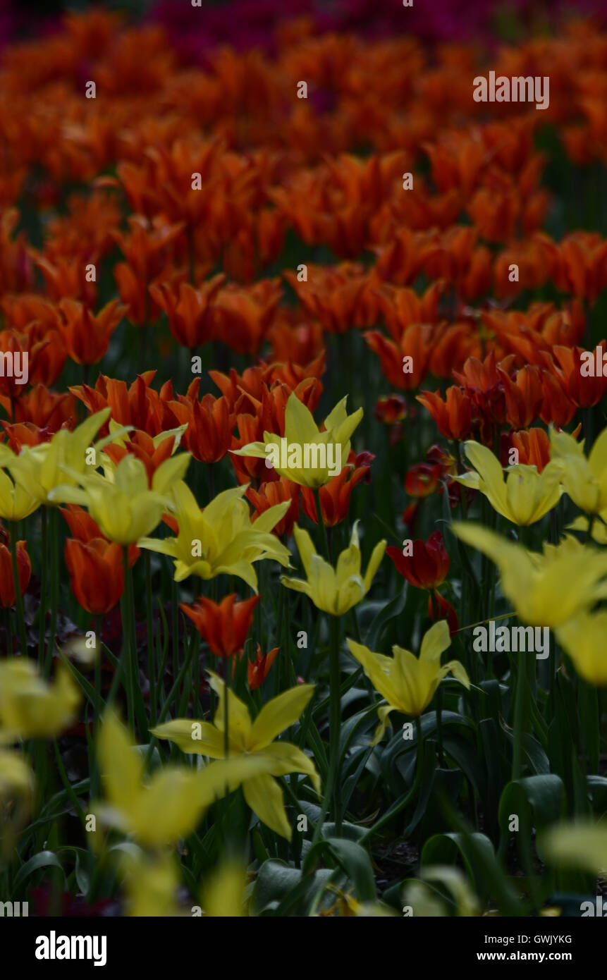 Groups of Tulips Stock Photo