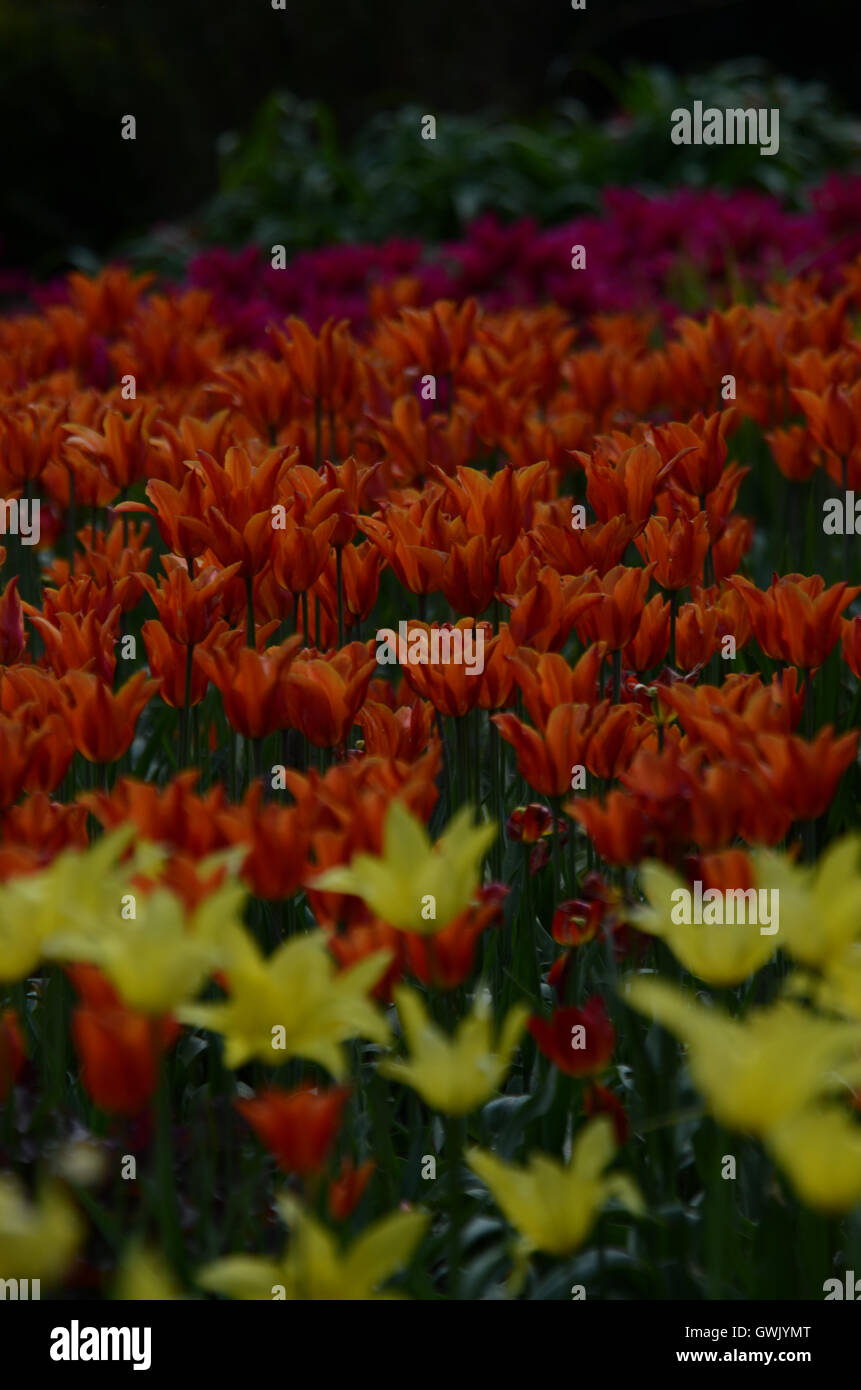 Soft yellow tulips hi-res stock photography and images - Alamy
