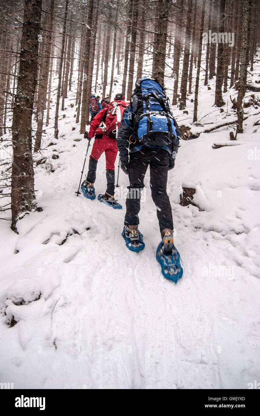 hikers on snowshoes on hiking trail in forest goes from Spital am Semmering to Stuhleck hill in Fischbacher Alpen in Styria Stock Photo
