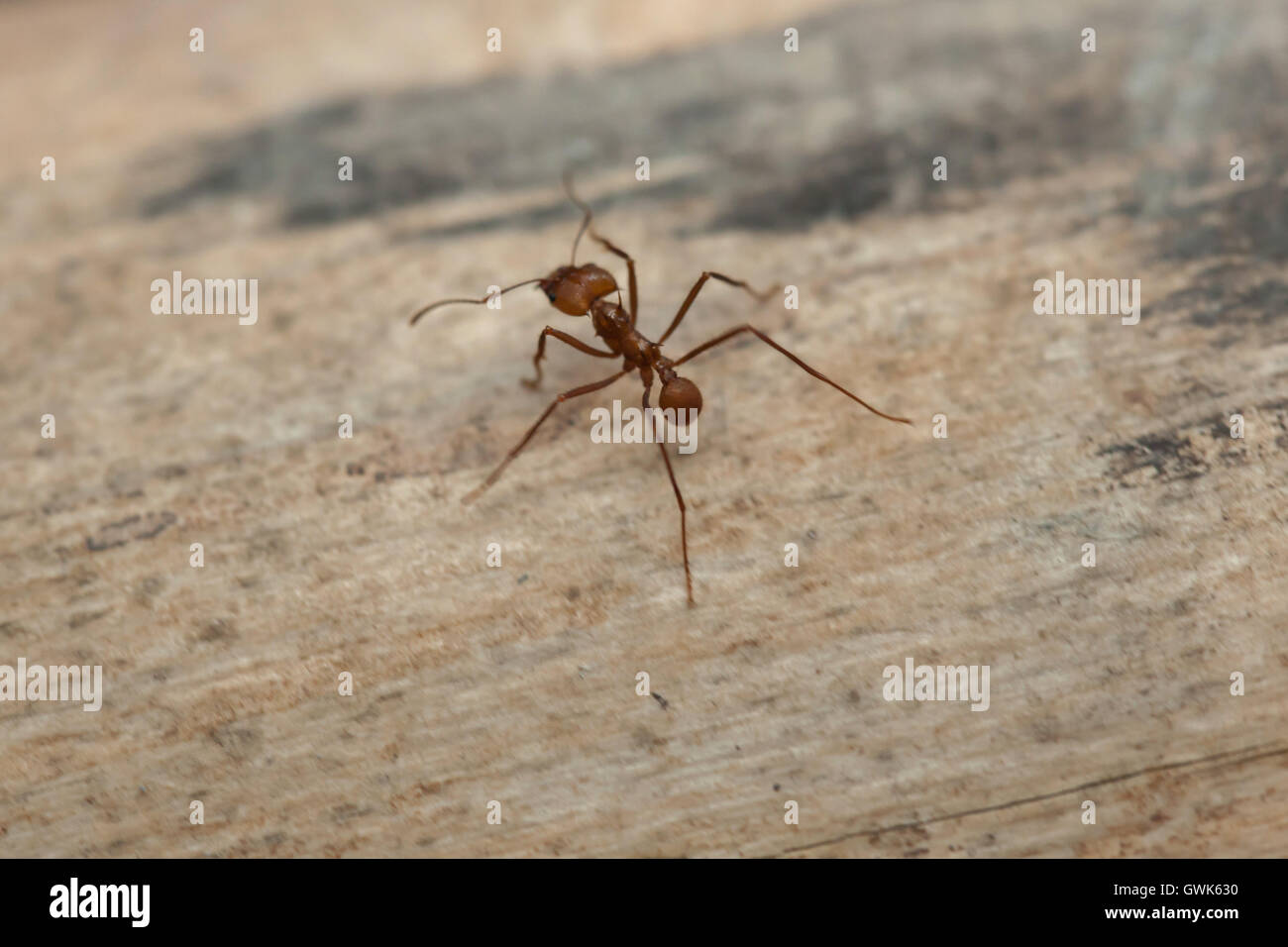 Atta sexdens hi-res stock photography and images - Alamy