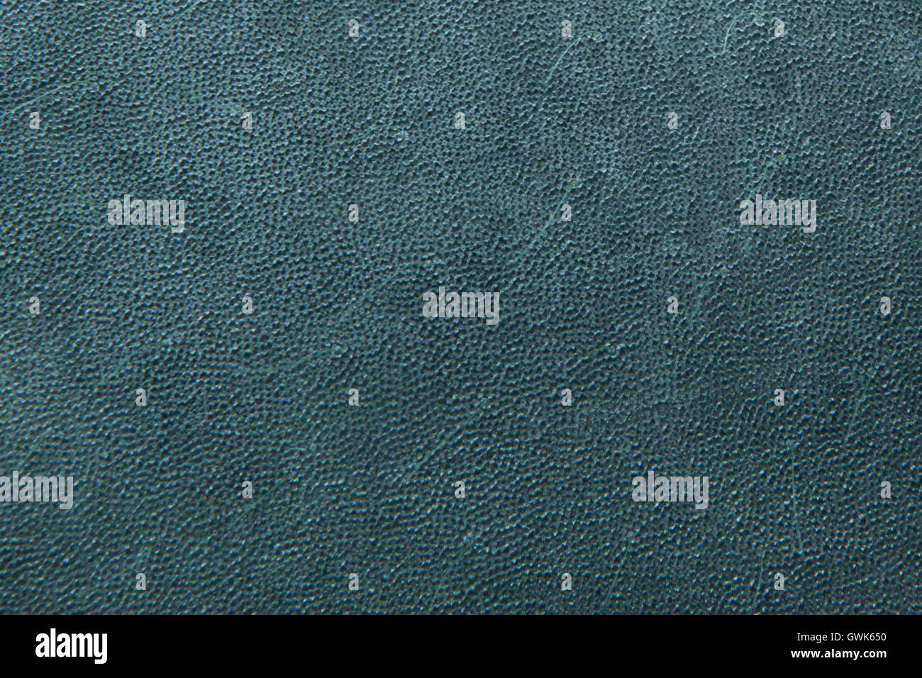 Antillean manatee (Trichechus manatus manatus). Skin texture. Wildlife ...