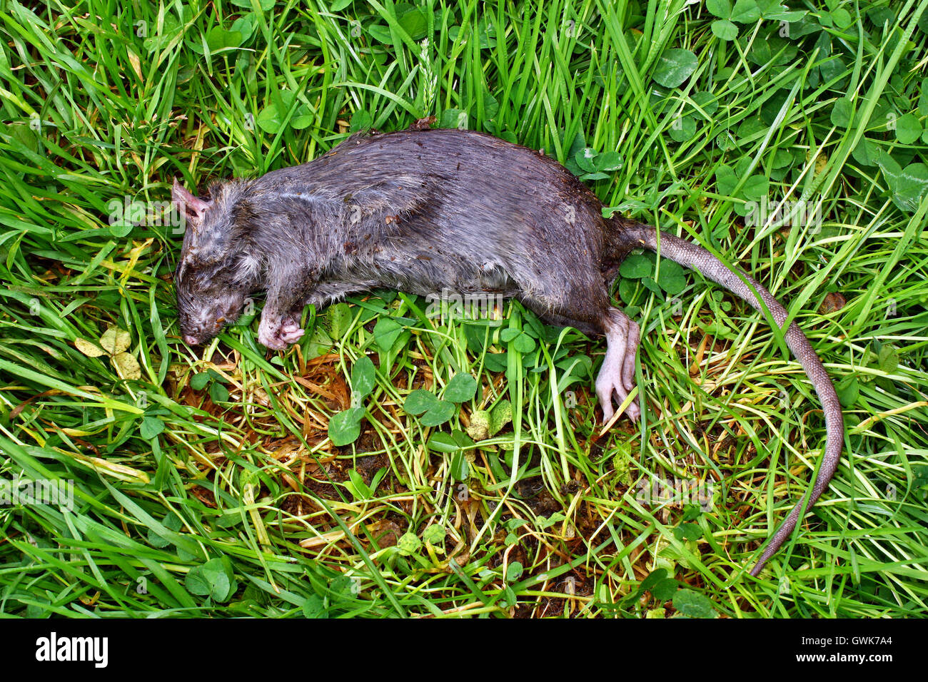 Poisoned rodent poison lying dead big rat Stock Photo Alamy
