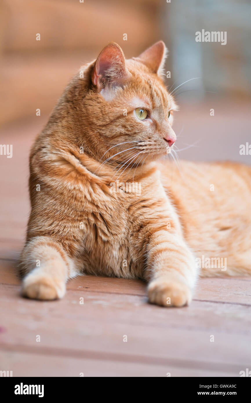 Male orange cat lying down on front porch of log home Stock Photo - Alamy