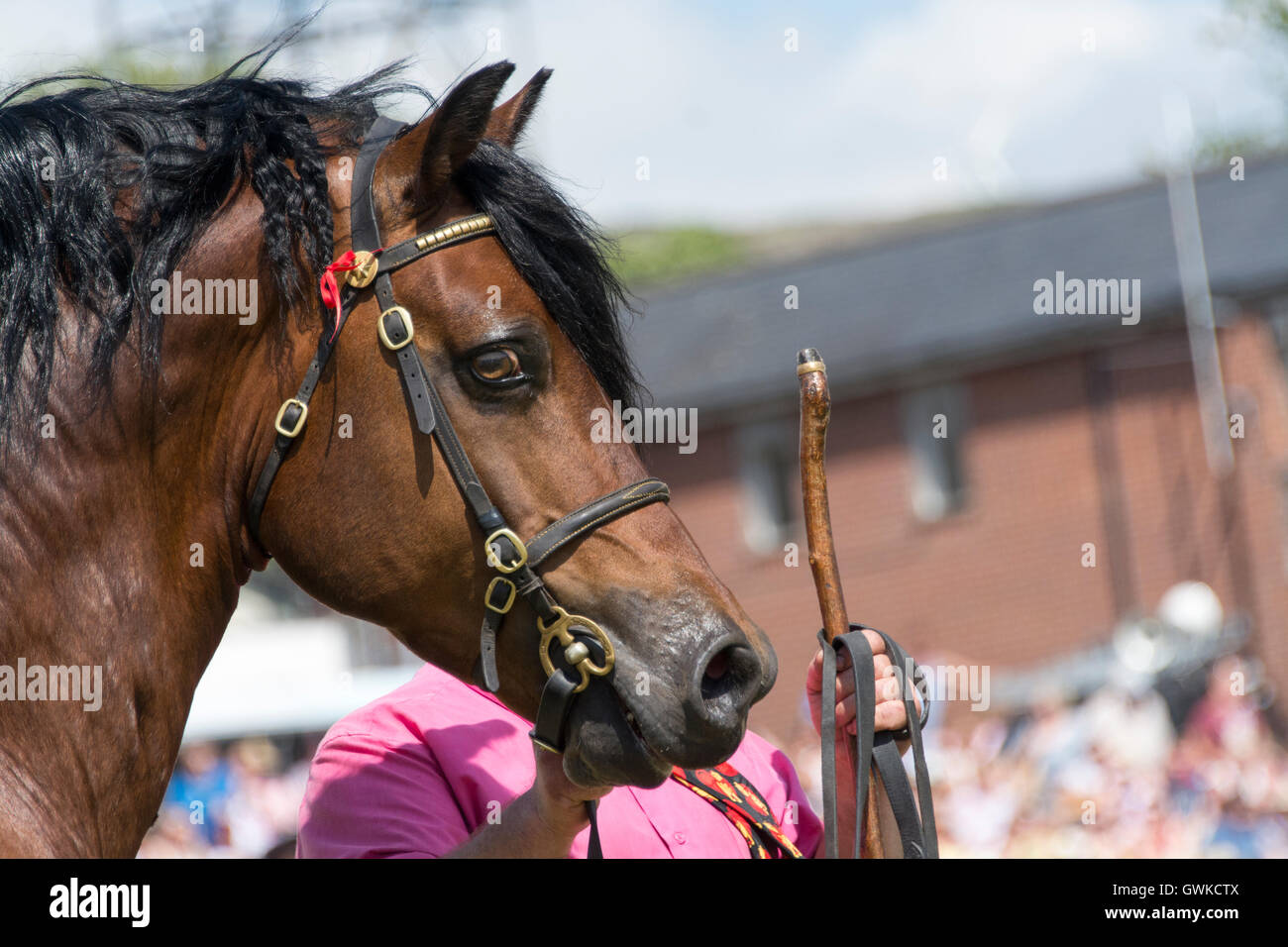 Welsh Cob Stallions being shown in the main ring at the Royal Welsh Show 2016, Wales, UK. Stock Photo