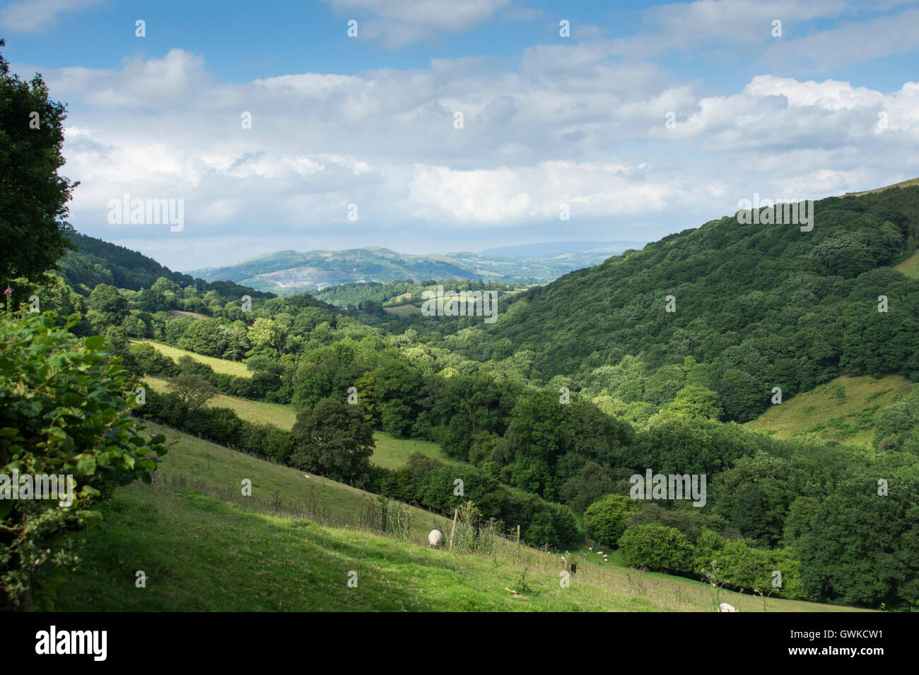 Wooded Welsh valley near Builth Wells in mid-Wales, UK. Stock Photo