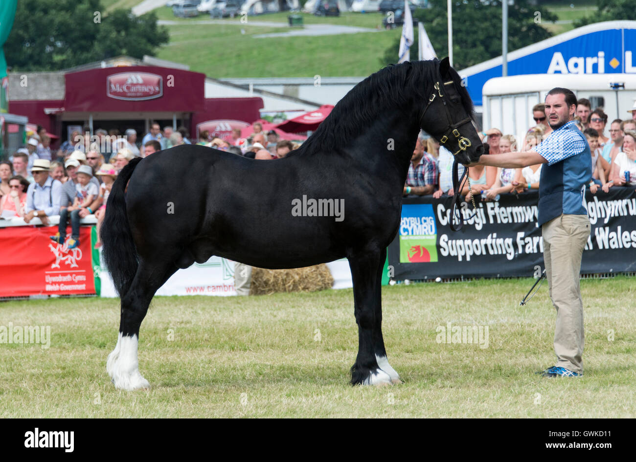 Welsh Cob Stallions being shown in the main ring at the Royal Welsh Show 2016, Wales, UK. Stock Photo