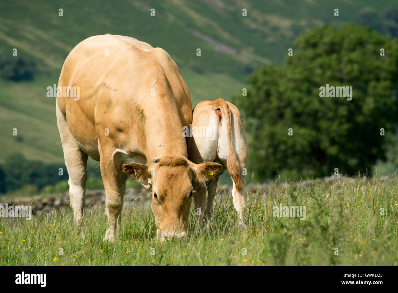 Blonde cow hi-res stock photography and images - Alamy