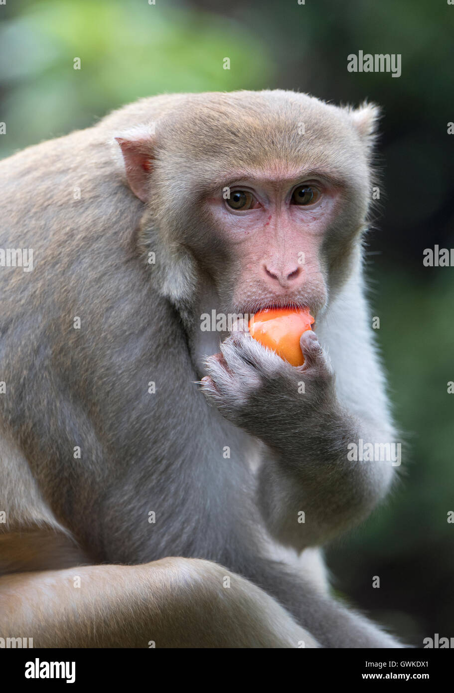 The image of Male Bonnet macaque ( Macaca radiata)  in Malshej Ghats, western Ghats, Monsoon, Maharashtra, India Stock Photo