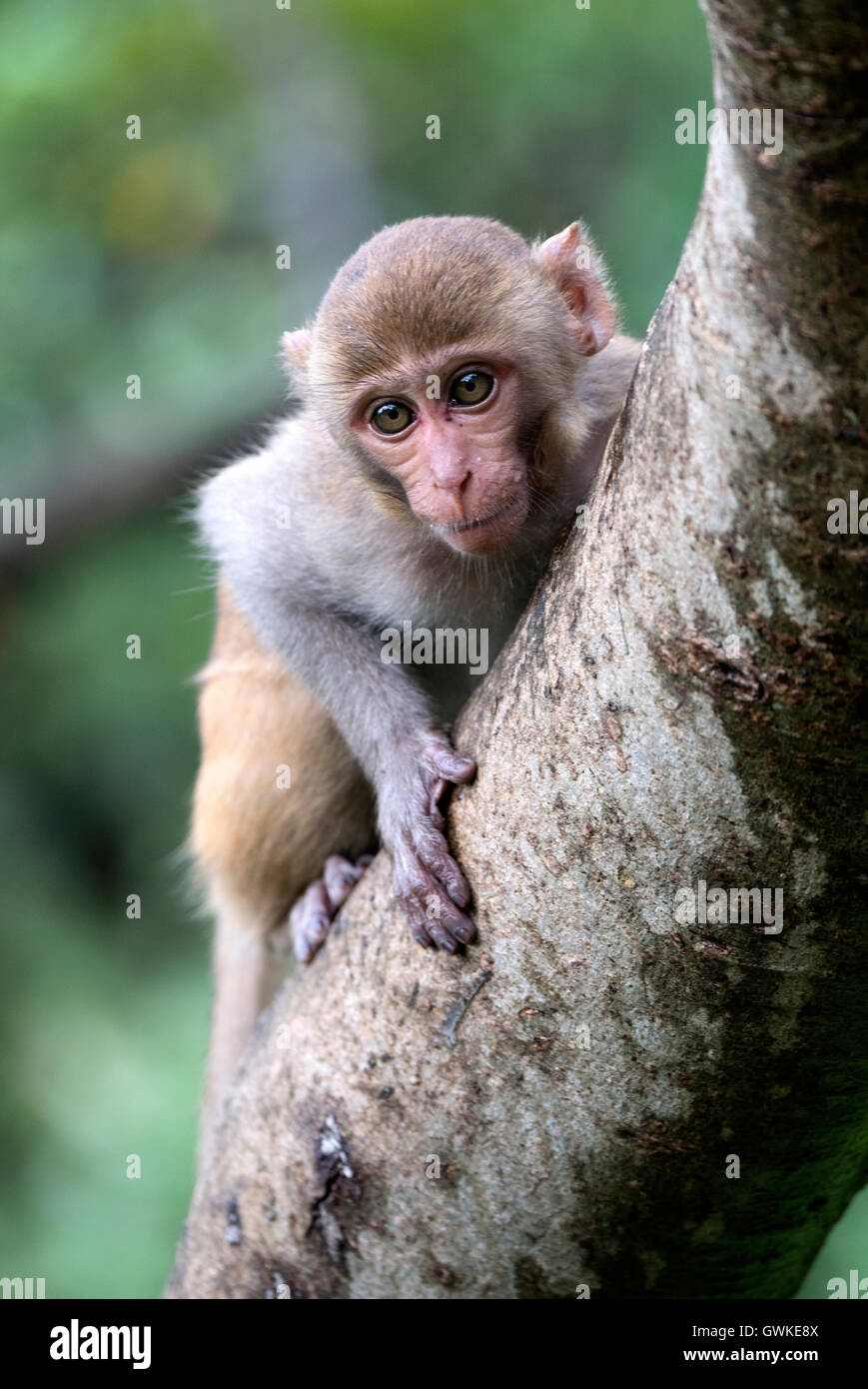 The image of Young  Bonnet macaque ( Macaca radiata)  in Malshej Ghats, western Ghats, Monsoon, Maharashtra, India Stock Photo