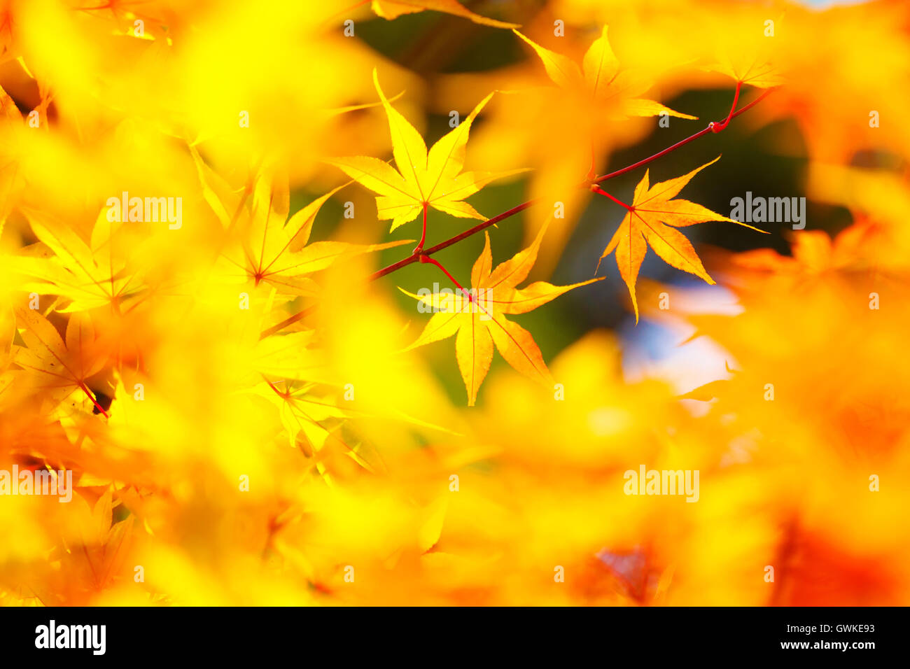Yellow maple in autumn Stock Photo - Alamy