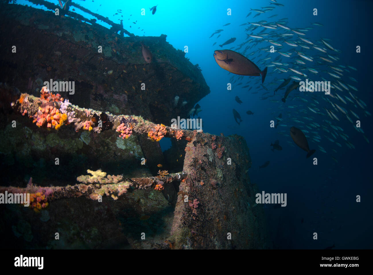 School of fish at Alia Wreck, south Male' Atoll in Maldives Stock Photo ...