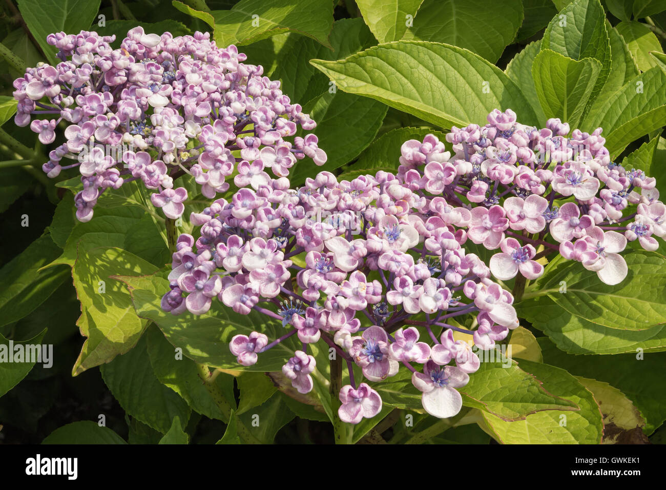 Hortensia with buds Stock Photo