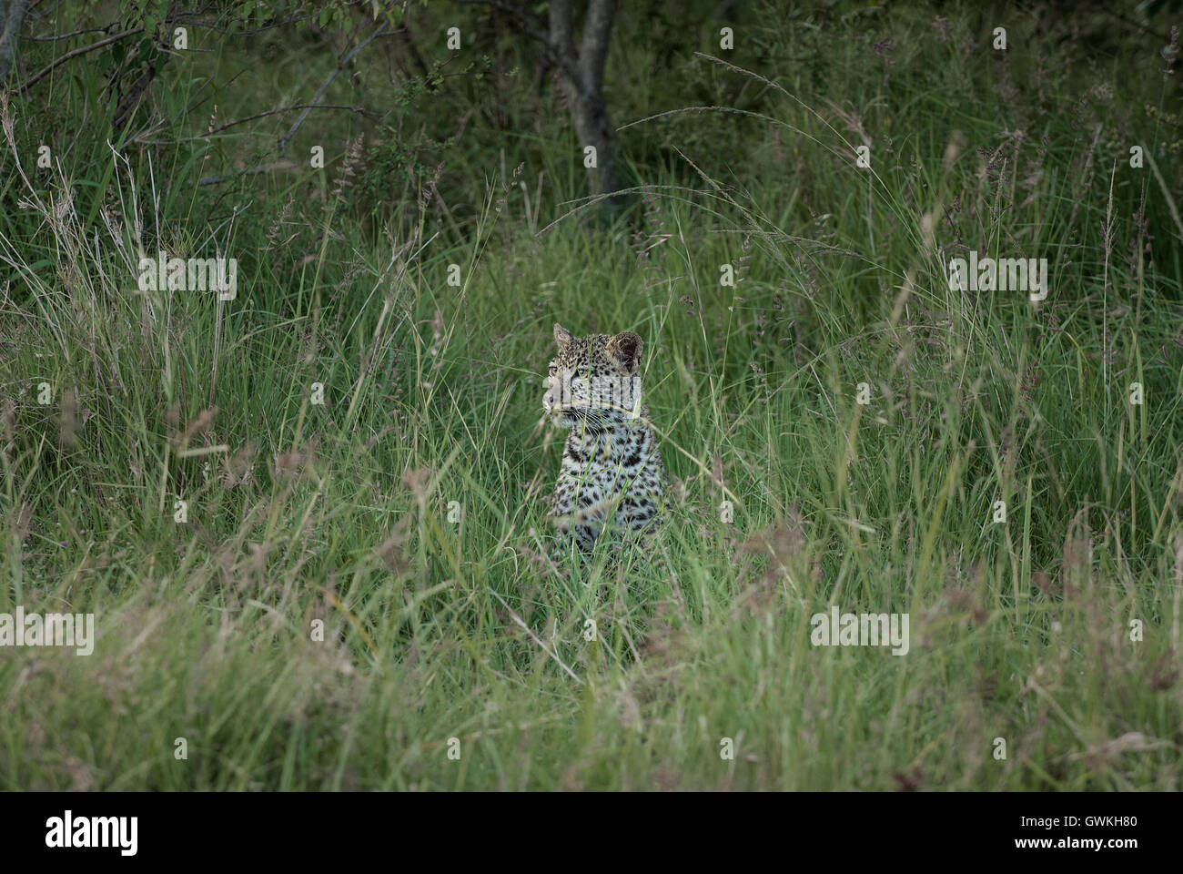 Young leopard in the grass Stock Photo - Alamy