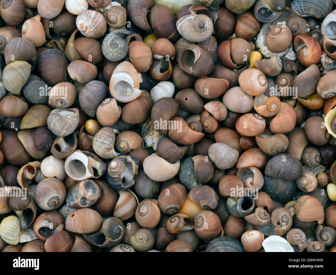 Common winkle shells on beach, Isle of Colonsay, Scotland, UK Stock Photo