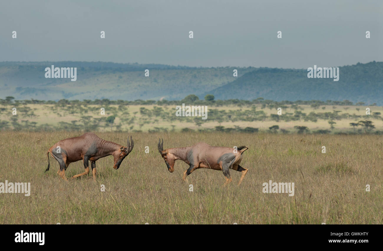 Two Topis Antelope fighting hi-res stock photography and images - Alamy