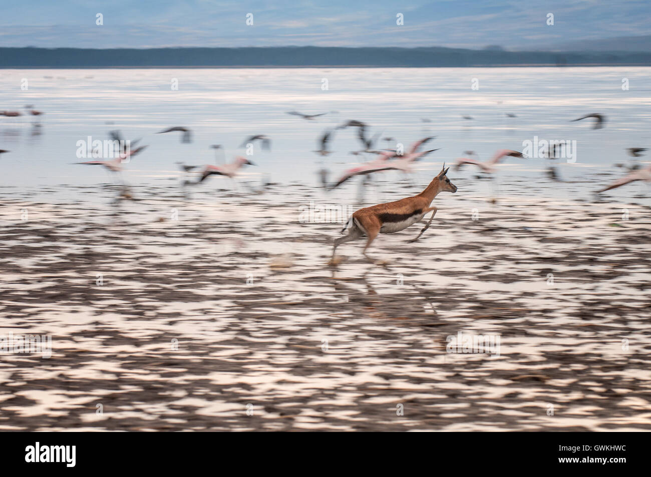Gazelle running through the lake with flamingos. Stock Photo