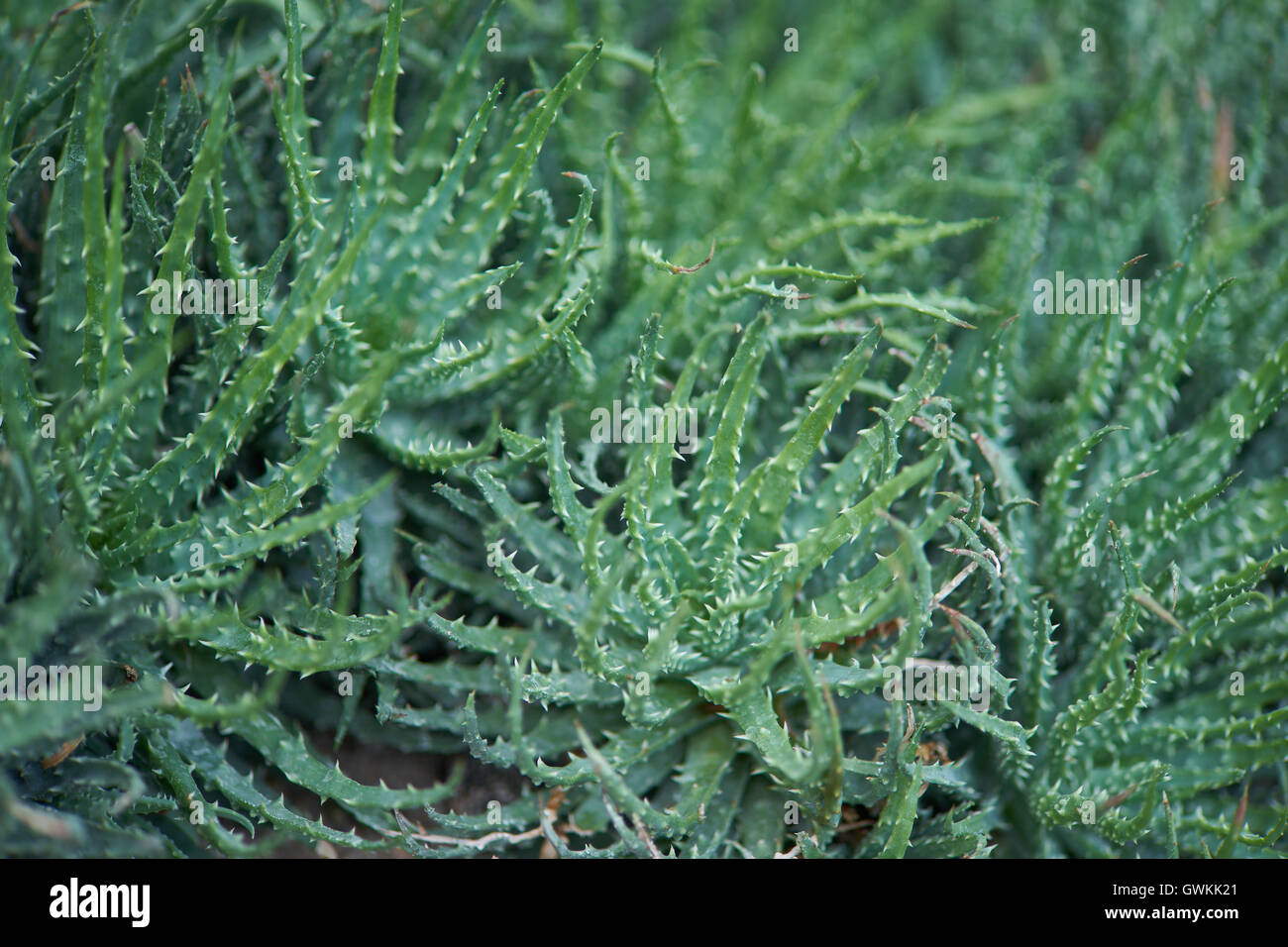 Aloe humilis Stock Photo