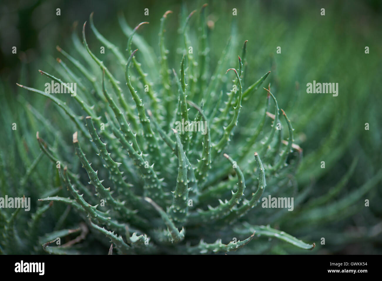 Aloe humilis Stock Photo