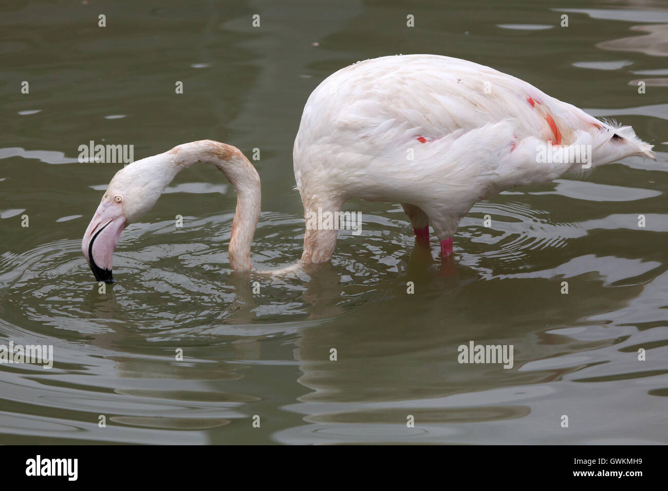 Greater Flamingo (Phoenicopterus Roseus). Wildlife Animal Stock Photo ...