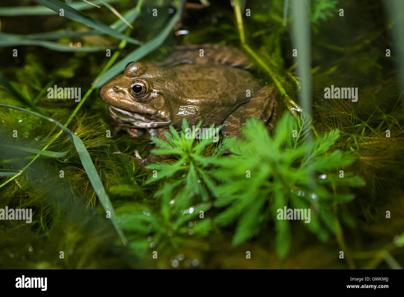 Marsh frog (Pelophylax ridibundus). Wildlife animal. Stock Photo